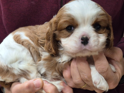 Les chiots de Cavalier King Charles Spaniel