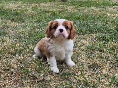 Les chiots de Cavalier King Charles Spaniel