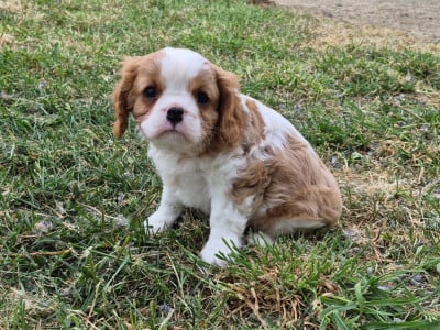 Les chiots de Cavalier King Charles Spaniel