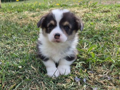 Les chiots de Welsh Corgi Pembroke