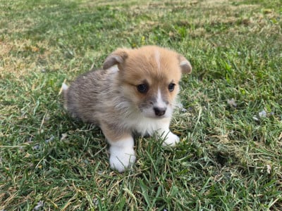 Les chiots de Welsh Corgi Pembroke