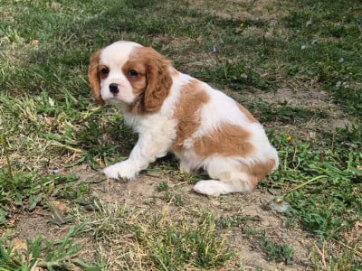 Les chiots de Cavalier King Charles Spaniel