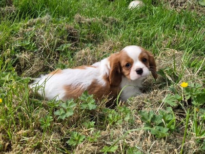 Les chiots de Cavalier King Charles Spaniel
