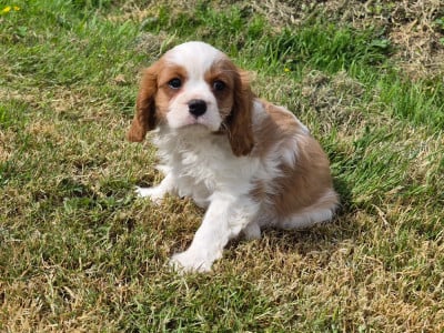 Les chiots de Cavalier King Charles Spaniel