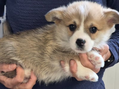 Les chiots de Welsh Corgi Pembroke
