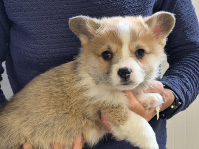 Les chiots de Welsh Corgi Pembroke