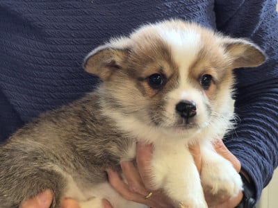 Les chiots de Welsh Corgi Pembroke