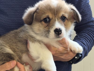 Les chiots de Welsh Corgi Pembroke