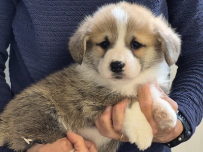 Les chiots de Welsh Corgi Pembroke