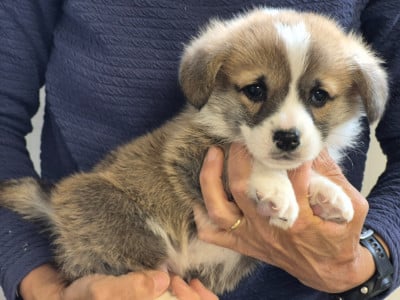 Les chiots de Welsh Corgi Pembroke