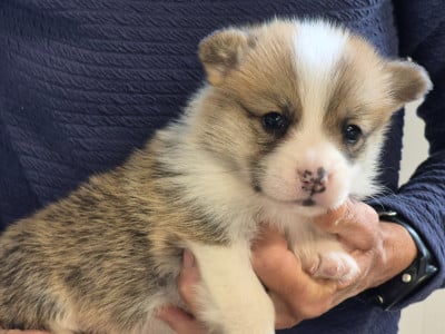 Welsh Corgi Pembroke