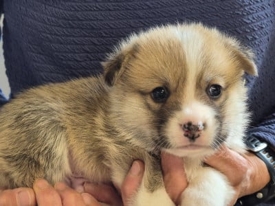 B... - Welsh Corgi Pembroke