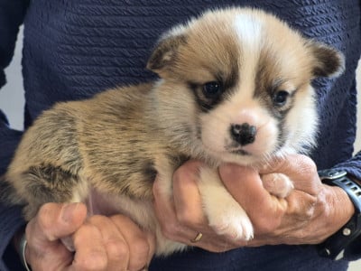 B... - Welsh Corgi Pembroke