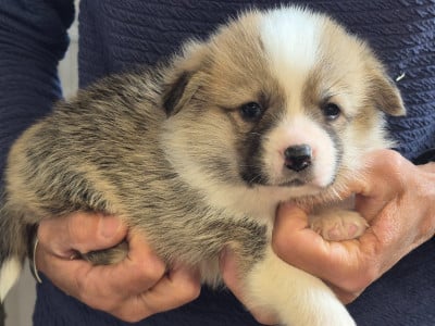 B... - Welsh Corgi Pembroke