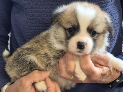 B... - Welsh Corgi Pembroke