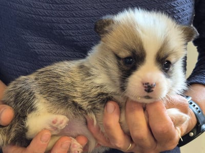 B... - Welsh Corgi Pembroke