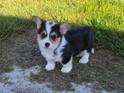 Les chiots de Welsh Corgi Pembroke