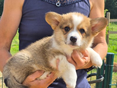 Les chiots de Welsh Corgi Pembroke