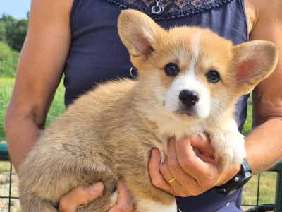 Les chiots de Welsh Corgi Pembroke