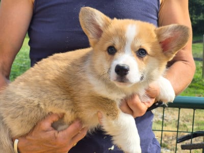 Les chiots de Welsh Corgi Pembroke