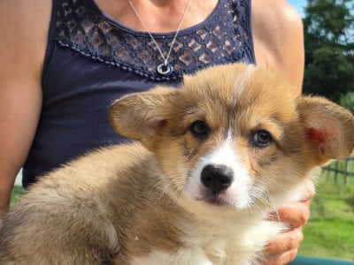 Les chiots de Welsh Corgi Pembroke