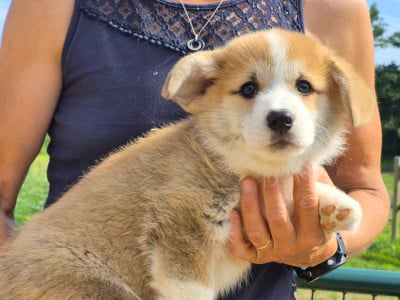 Les chiots de Welsh Corgi Pembroke