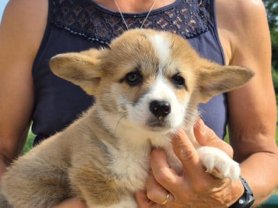 Les chiots de Welsh Corgi Pembroke