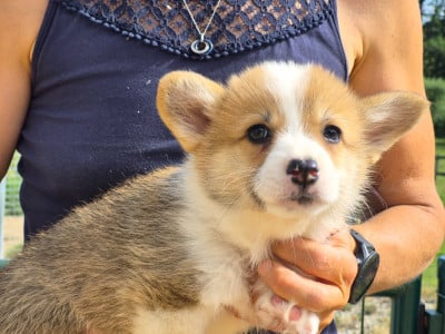 Les chiots de Welsh Corgi Pembroke