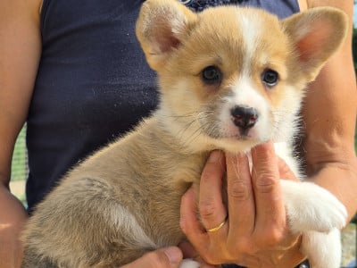 Les chiots de Welsh Corgi Pembroke
