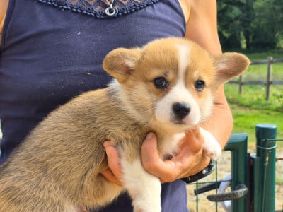 Les chiots de Welsh Corgi Pembroke