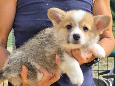 Les chiots de Welsh Corgi Pembroke