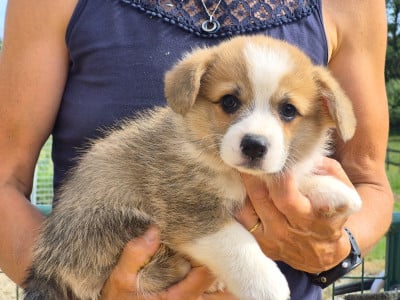 Les chiots de Welsh Corgi Pembroke