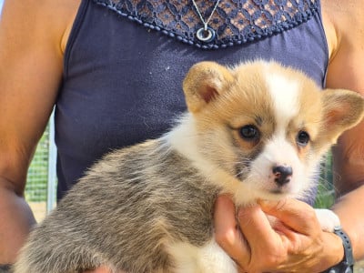Les chiots de Welsh Corgi Pembroke