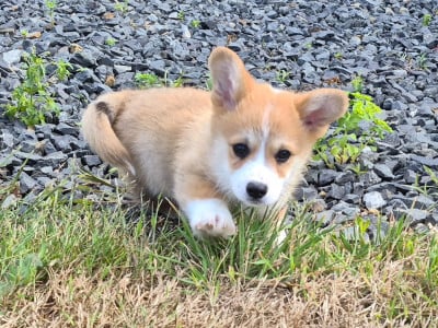Les chiots de Welsh Corgi Pembroke