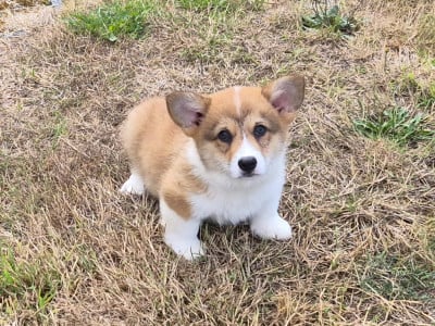 Les chiots de Welsh Corgi Pembroke