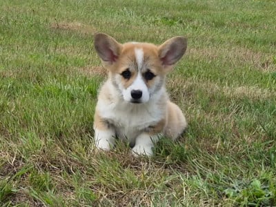 Les chiots de Welsh Corgi Pembroke