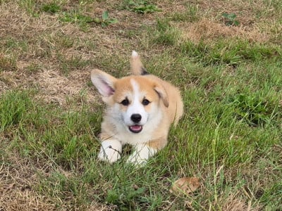 Les chiots de Welsh Corgi Pembroke