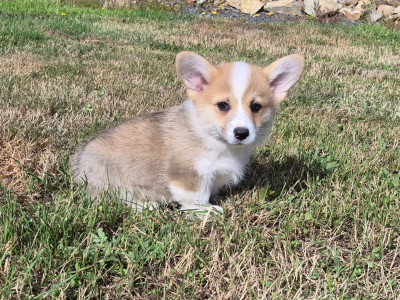 Les chiots de Welsh Corgi Pembroke