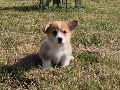 Les chiots de Welsh Corgi Pembroke