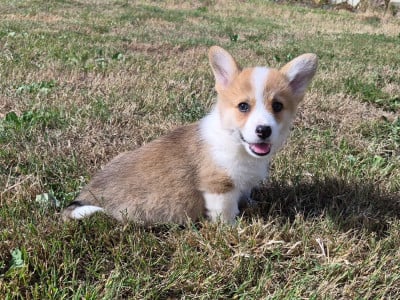 Les chiots de Welsh Corgi Pembroke