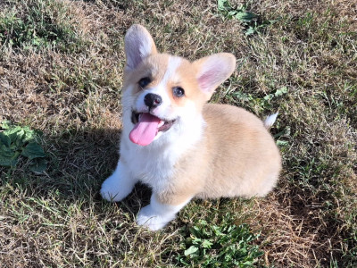 Les chiots de Welsh Corgi Pembroke
