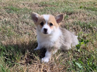 Les chiots de Welsh Corgi Pembroke