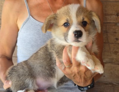 Les chiots de Welsh Corgi Pembroke
