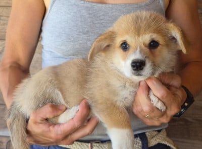Les chiots de Welsh Corgi Pembroke