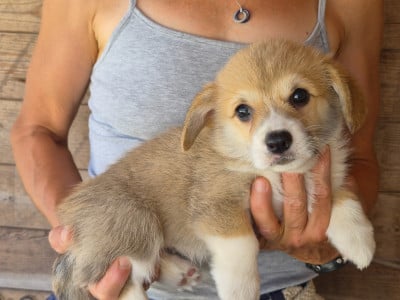 Les chiots de Welsh Corgi Pembroke