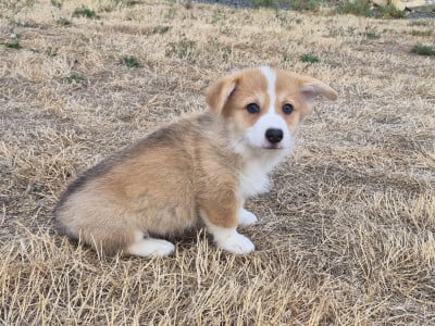 Les chiots de Welsh Corgi Pembroke