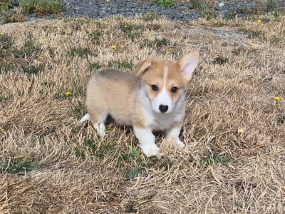 Les chiots de Welsh Corgi Pembroke