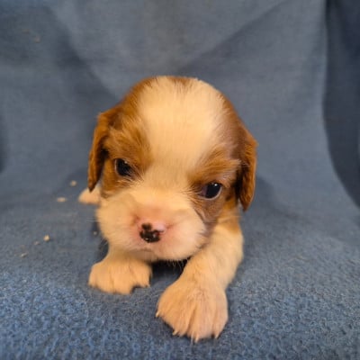 Cavalier King Charles Spaniel
