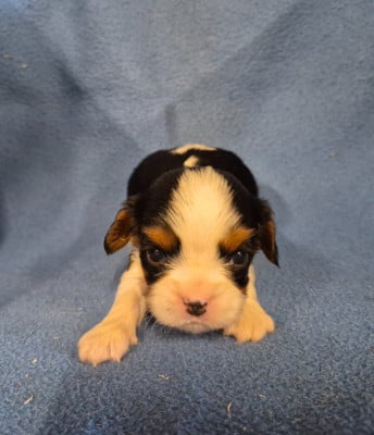 B... - Cavalier King Charles Spaniel