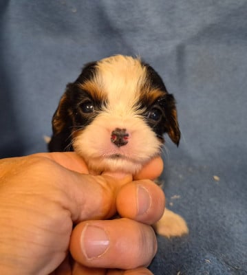 B... - Cavalier King Charles Spaniel